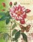 Rose Splendor I Poster Print by Ching Han - Item # VARPDXCC3053